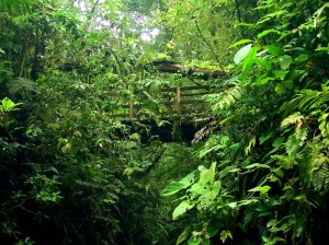 Bridge In Jungle 